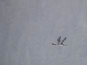 Chugach National Forest