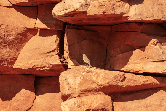 Grand Canyon West National Park