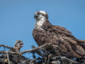 Nictitating Membrane