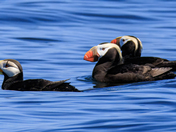 Two Tufted Puffins and a Horned Puffin.
