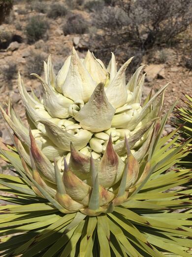 Red Rock Canyon