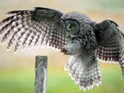 Landing Gear Down