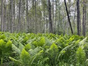 Fern Meadow