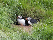 Puffins 