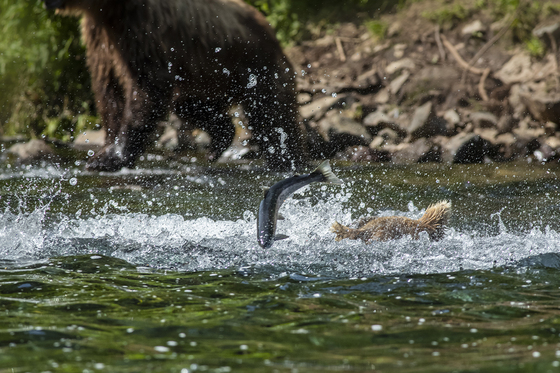 Lake Clark National Park and Preserve