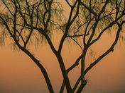 Joshua Tree National Park