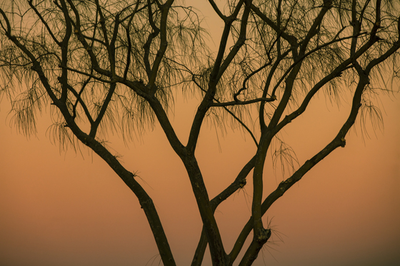 Joshua Tree National Park