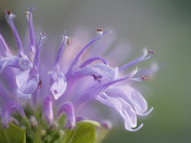 Wild Bergamot