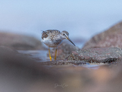 Greater Yellowlegs foraging for food