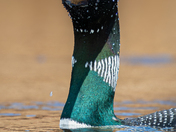 Common Loon up close!