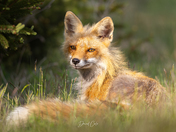 Foxy hair!