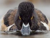 Duckzilla
