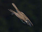Osprey in full dive mode