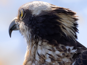 Osprey through my lens and his lens!