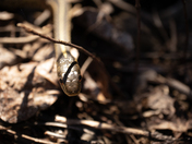 Happy World Snake Day 