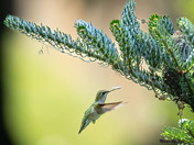 Ruby-throated Humming Bird 