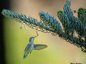 Ruby-throated Humming Bird 