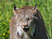 Morning snack has been spotted