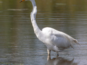 Great egret