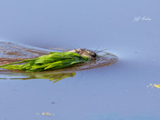 Muskrat with a foraging find.