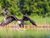 Bald Eagle 