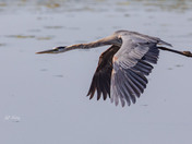 Great blue heron