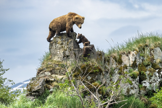 Katmai National Park