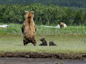 Katmai National Park