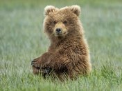 Katmai National Park