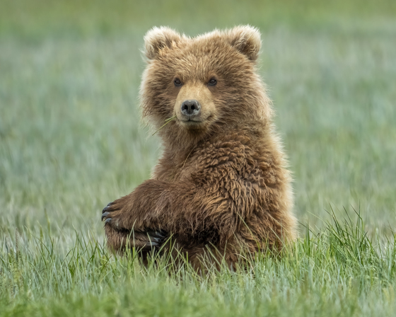 Katmai National Park