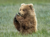 Katmai National Park