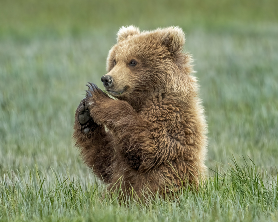 Katmai National Park