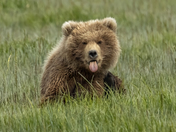 Katmai National Park & Preserve