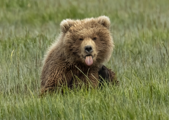 Katmai National Park & Preserve