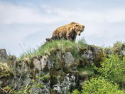 Katmai National Park