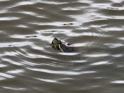 Turtle In A Pond
