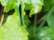 Damsel Fly