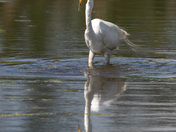 Great egret
