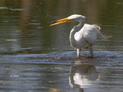 Great egret