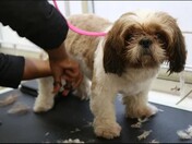 Dog Grooming Hyderabad
