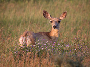 Mule deer in the setting sun 