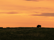 Theodore Roosevelt National Park