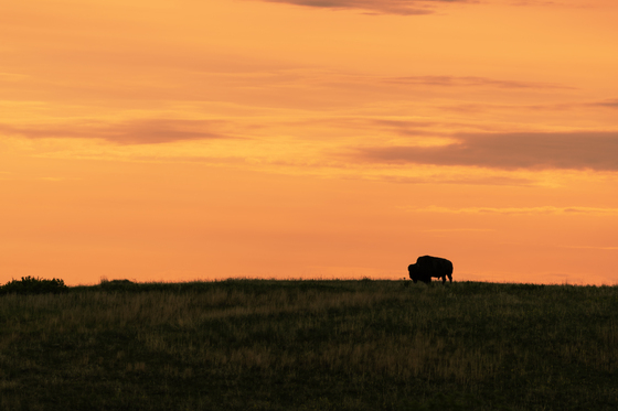 Theodore Roosevelt National Park