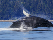 Humpback Breach