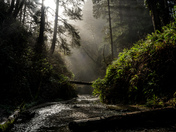 Redwood National Park
