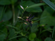 Great Smokey Mountains National Park