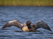 It was this big but it got away!