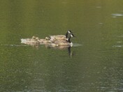Canada Goose Family