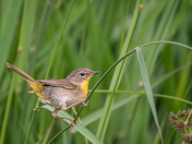 Cute little warbler!  Female Common Yellowthroat
