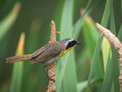 Cute little warbler!  Male Common Yellowthroat